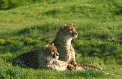 Zoo Parc Overloon